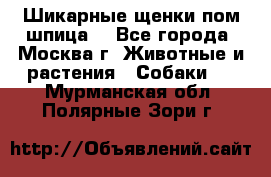 Шикарные щенки пом шпица  - Все города, Москва г. Животные и растения » Собаки   . Мурманская обл.,Полярные Зори г.